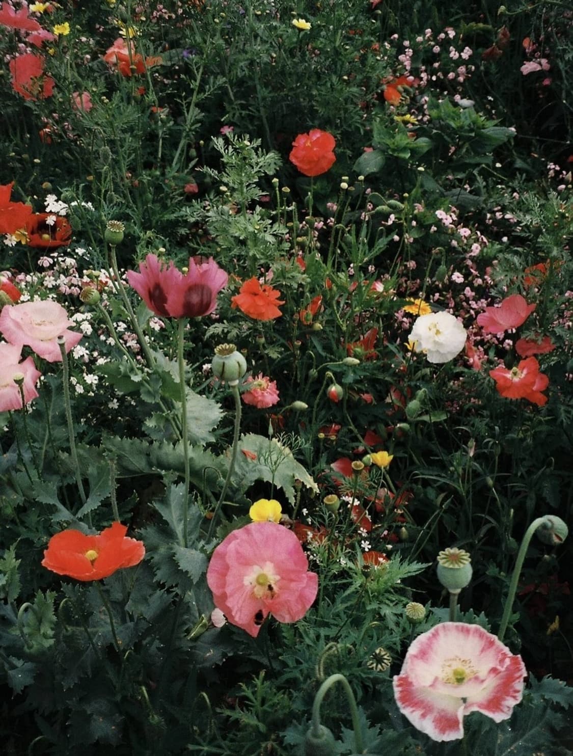 라이카 Z2X 박스세트 상품이미지6