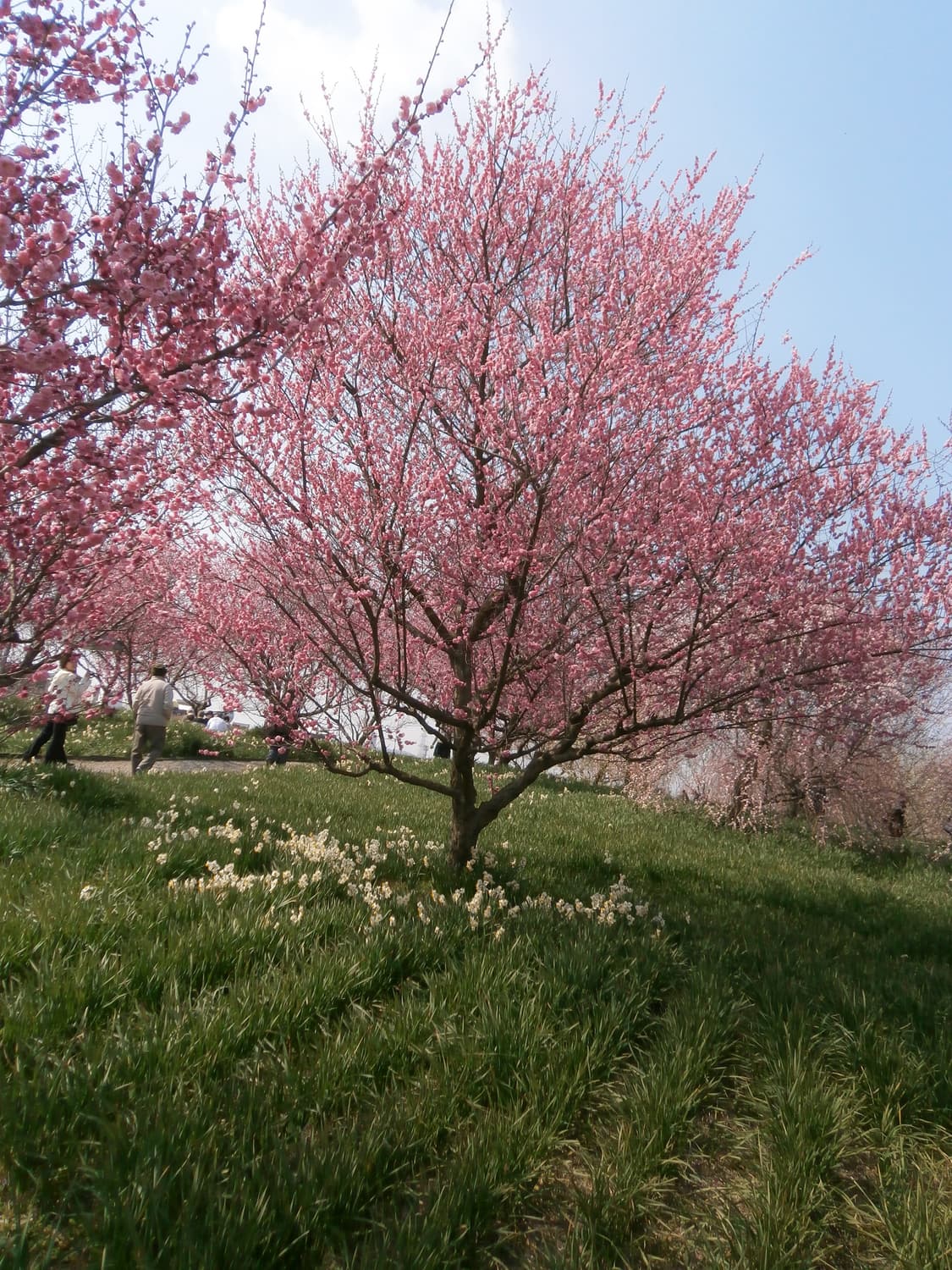 올림푸스 VH-210 오렌지 상품이미지7