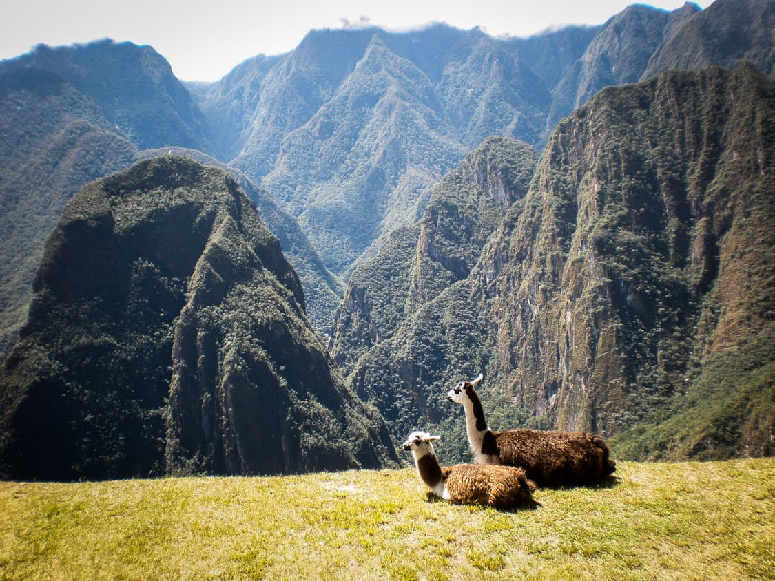 작례O 신품급 풀박스 올림푸스 fe 320 초소형 디지털카메라 빈티지 디 상품이미지6