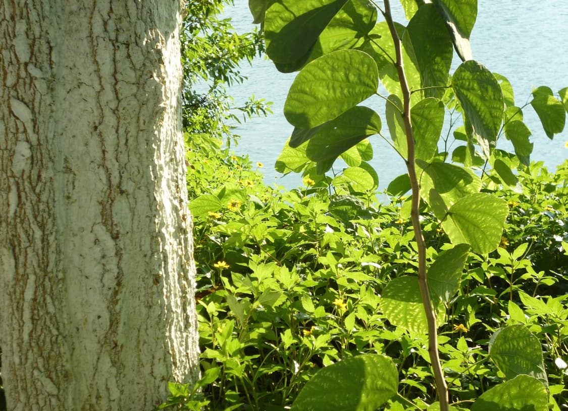 박스상품!) panasonic lumix dmc-s 빈티지 디카 상품이미지5