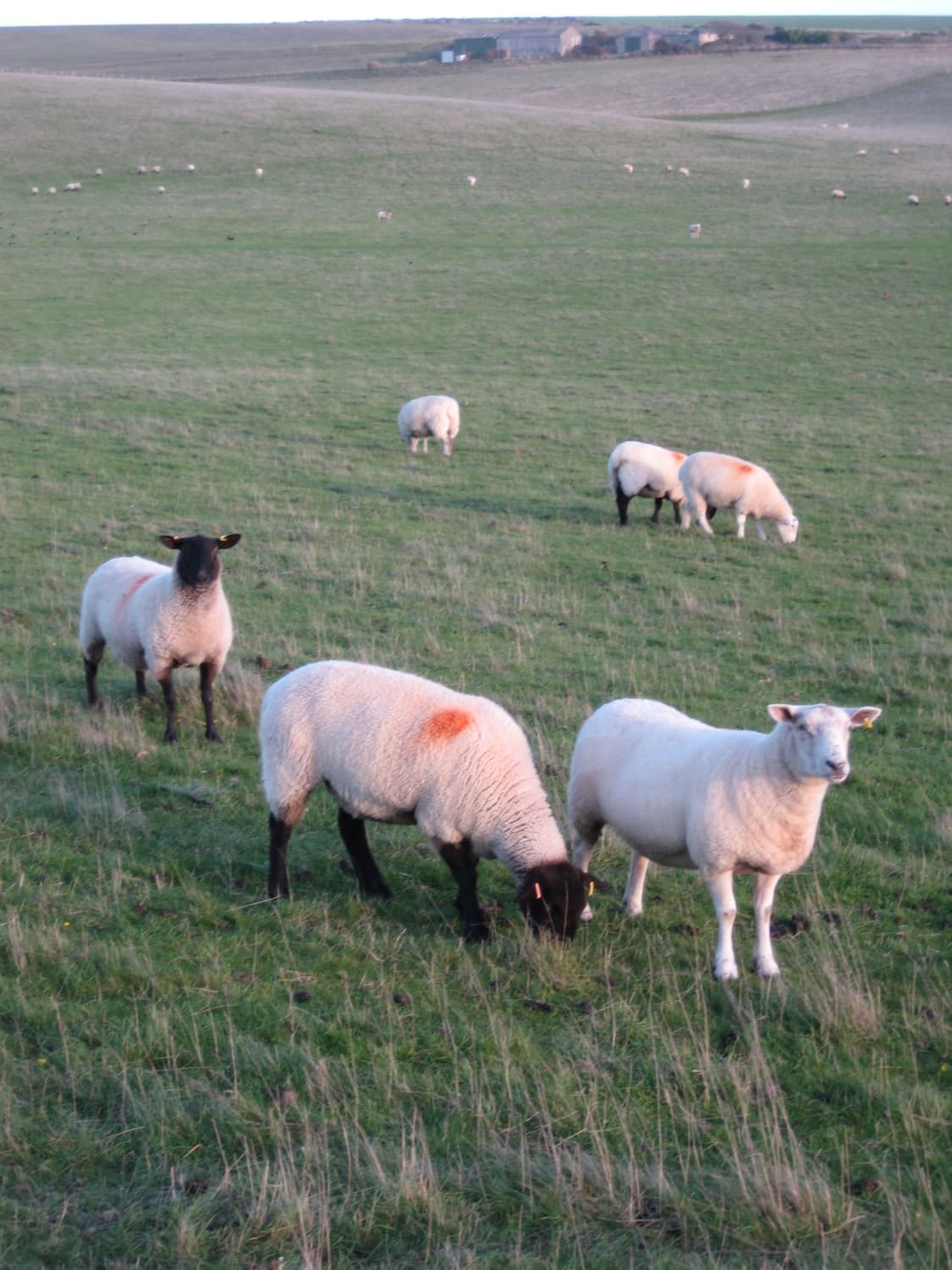 셀카&하이엔드!) Canon PowerShot A80 디카 카메라 상품이미지4