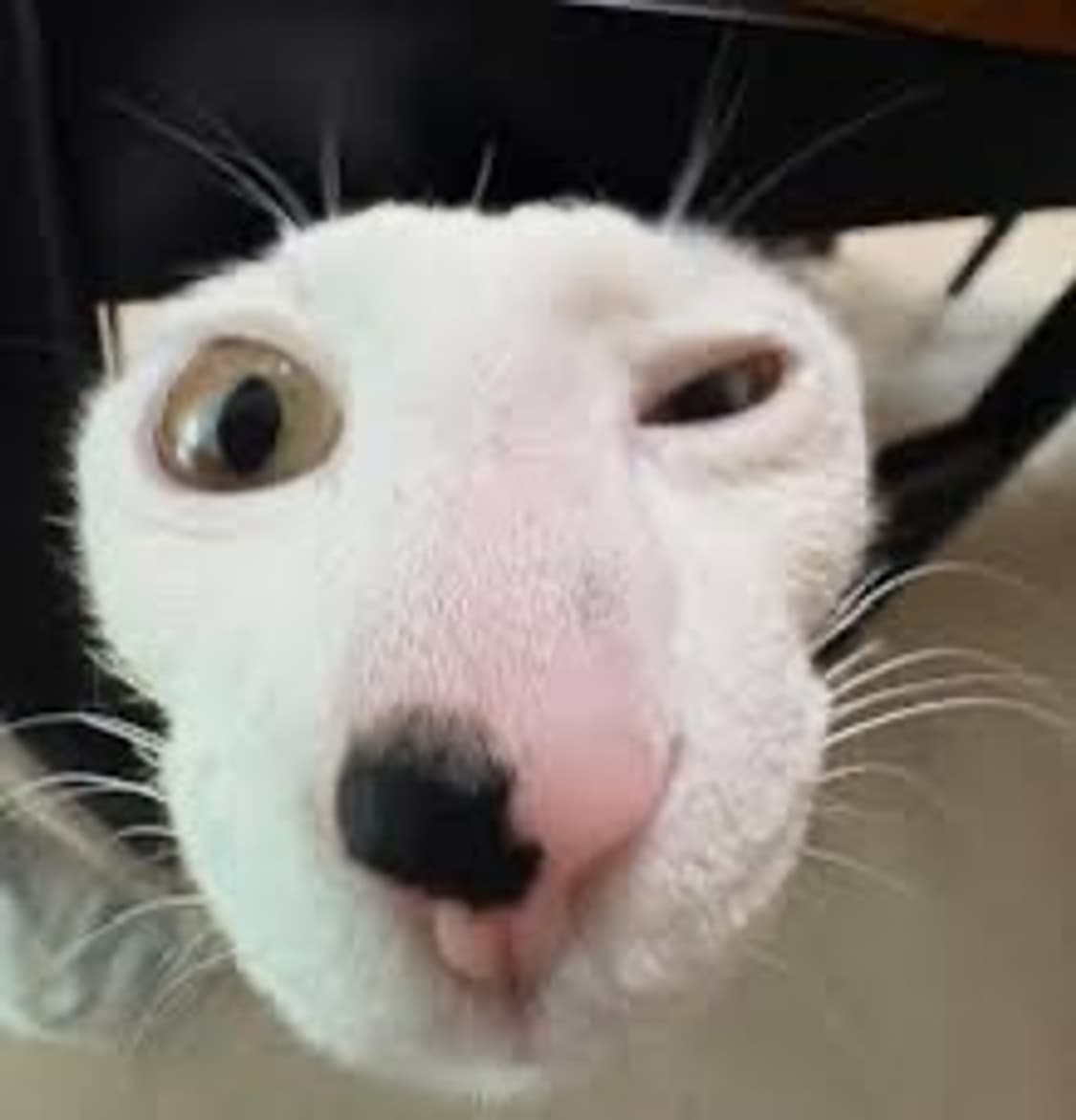 코이세이오 대리구매 상품이미지1