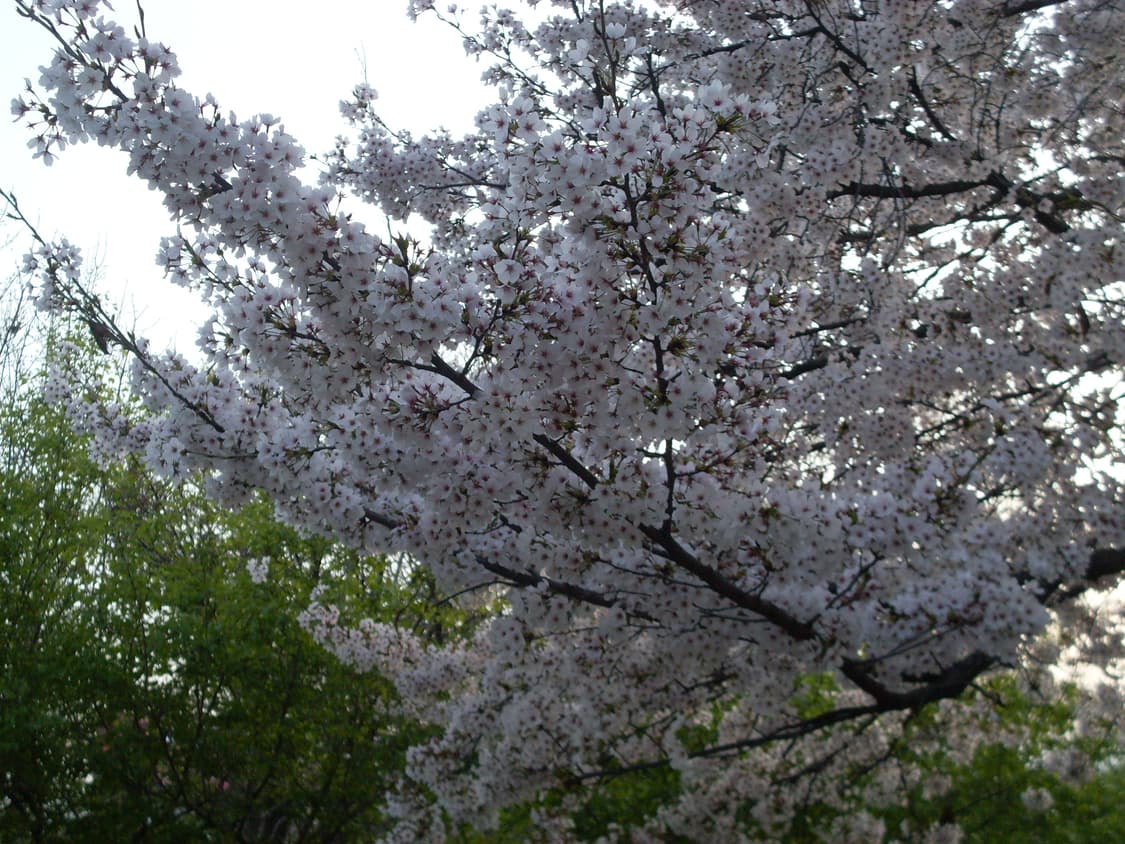 삼성 케녹스 s860 상품이미지3