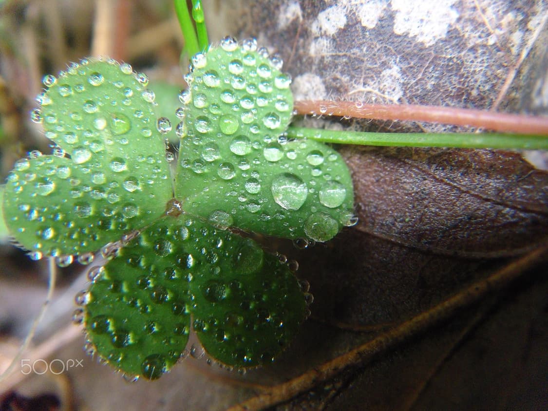 펜탁스 옵티오X 빈티지 디카 판매합니다 상품이미지9