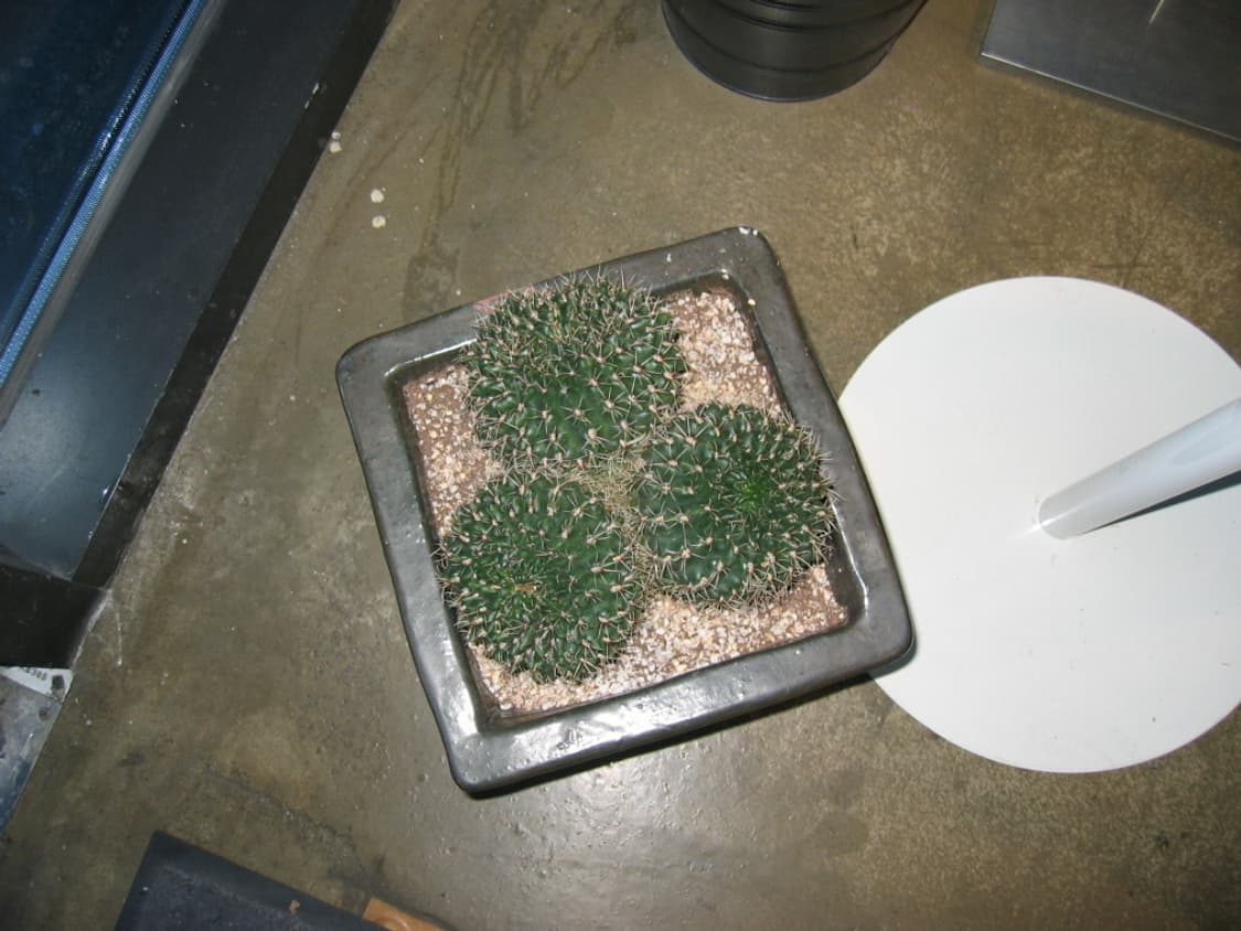 New배터리)캐논 ixy digital 400(익서스 400) 빈티지디카 상품이미지10