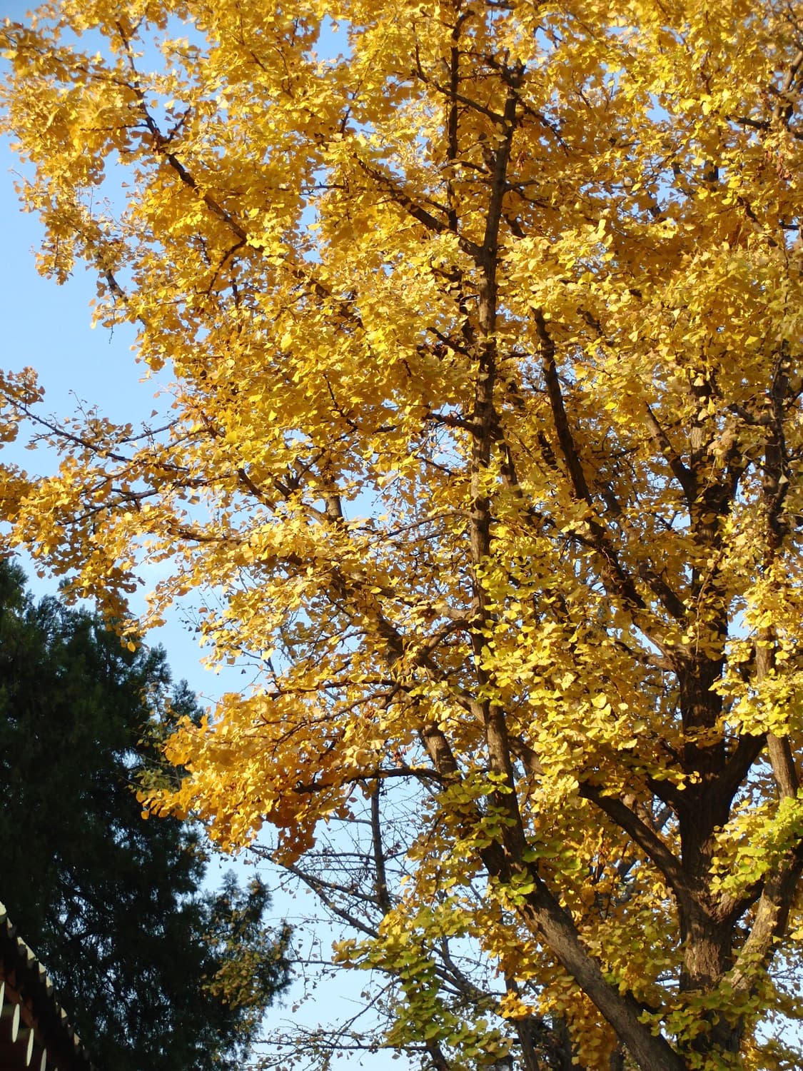 셀카&와이파이!) Casio Exilim EX-ZR1600 디카 카메라 상품이미지6