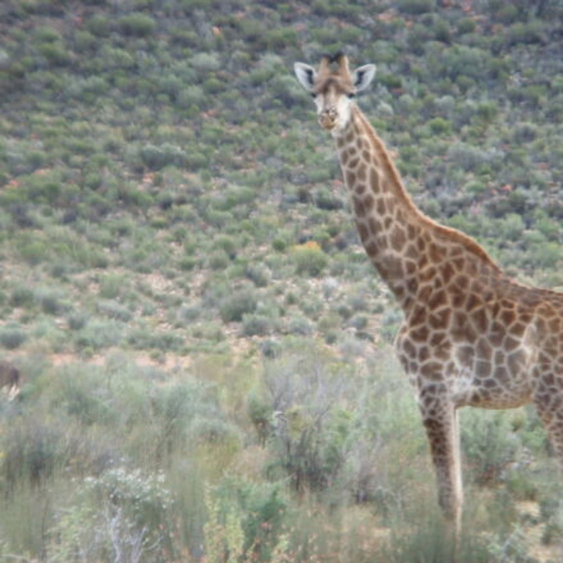 Sony Cybershot 소니 사이버샷 dsc-t100 디카 카메라 상품이미지9