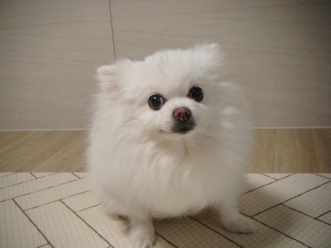 후지필름 파인픽스 Z37 빈티지 디카 , 디지털 카메라 상품이미지5