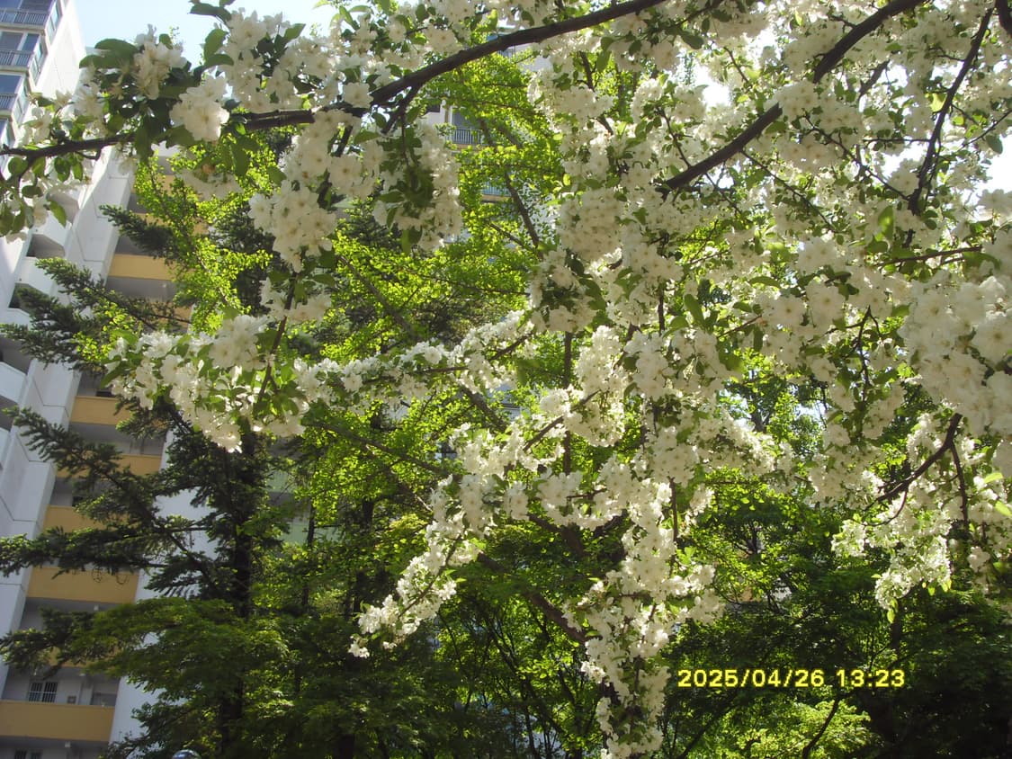 삼성 vluu i8 핑크 디카 상품이미지8