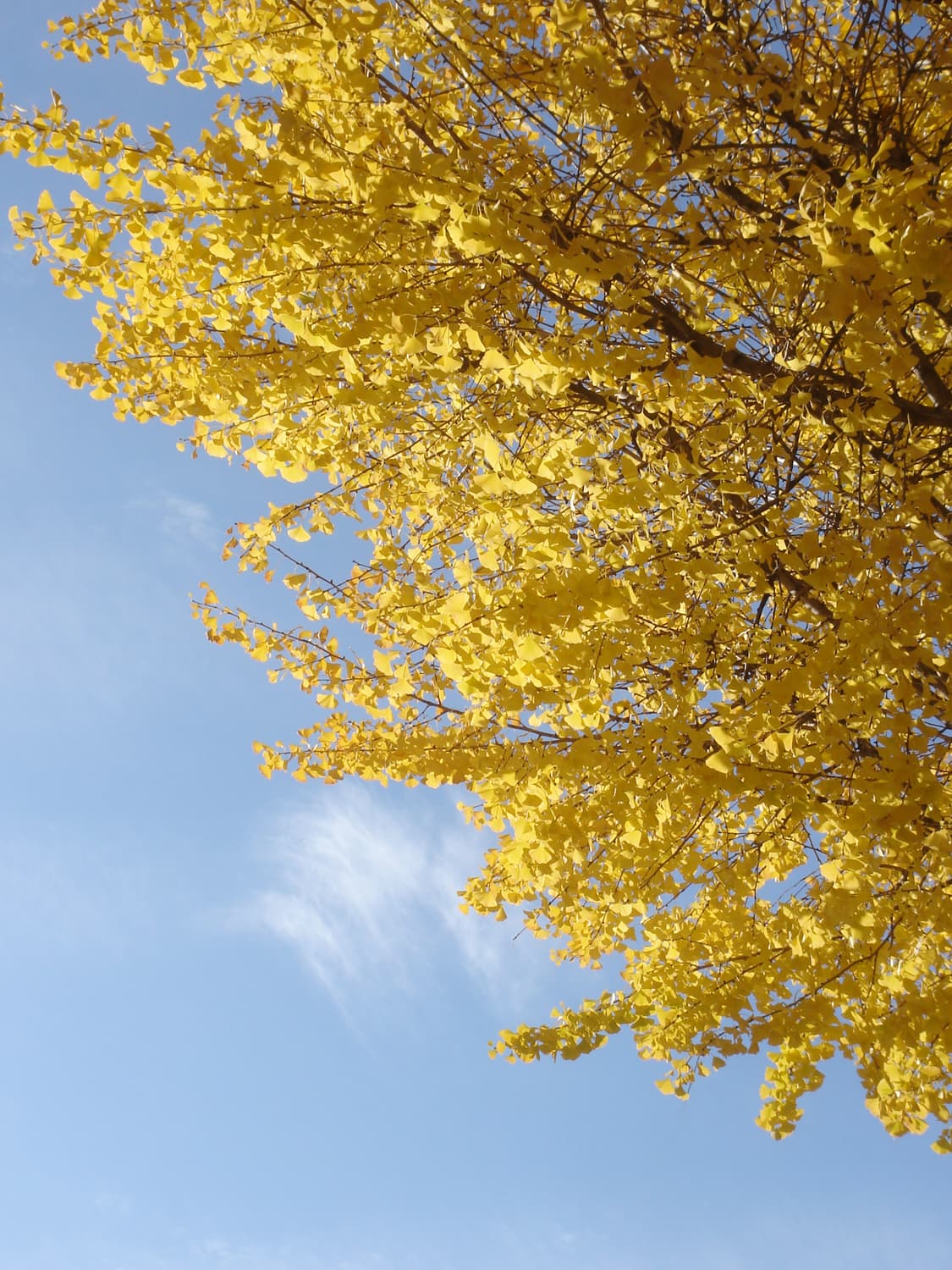 소니 빈티지 디카 dsc-t5 상품이미지4