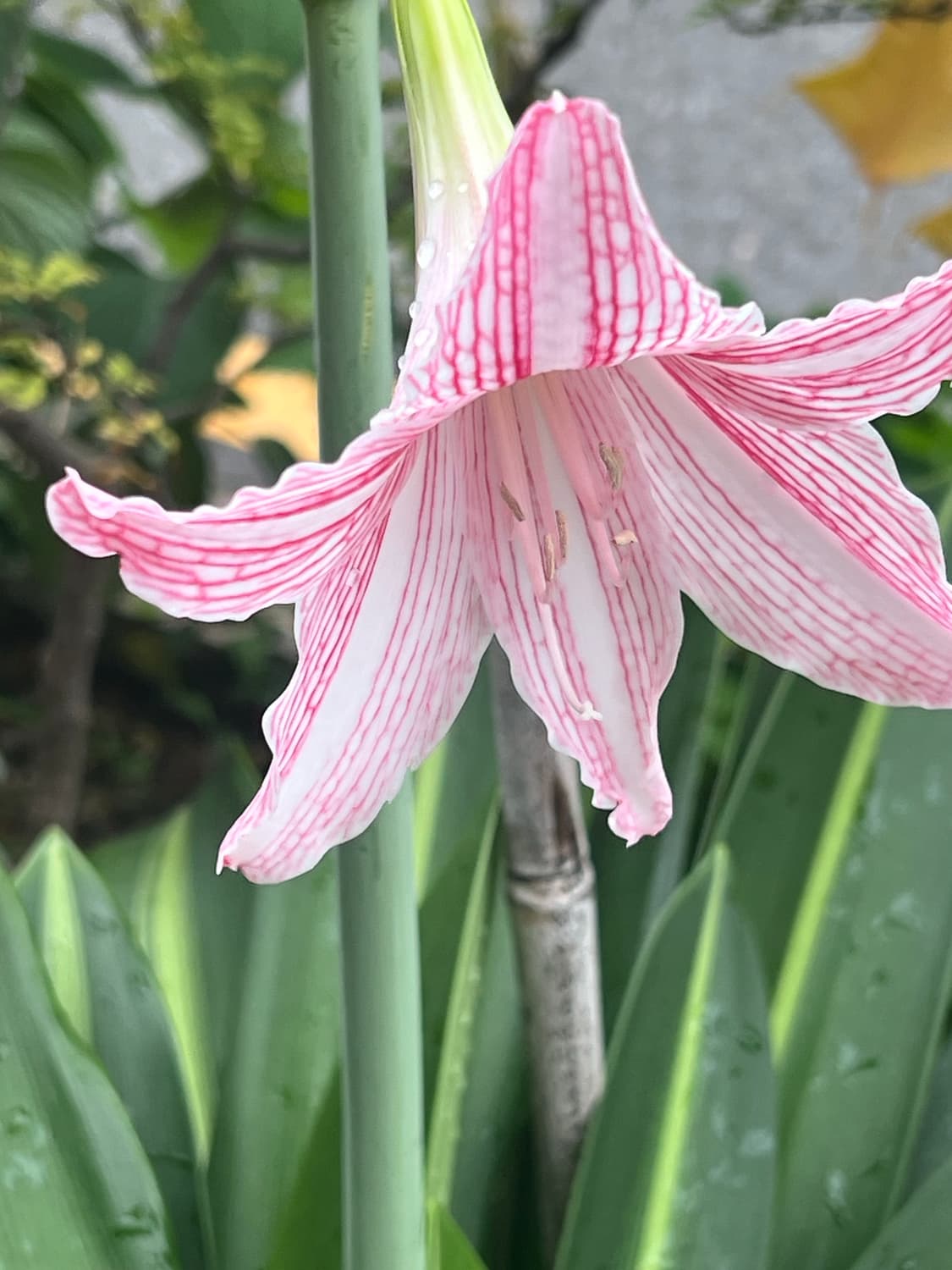 Lupang0725 결제창 상품이미지1