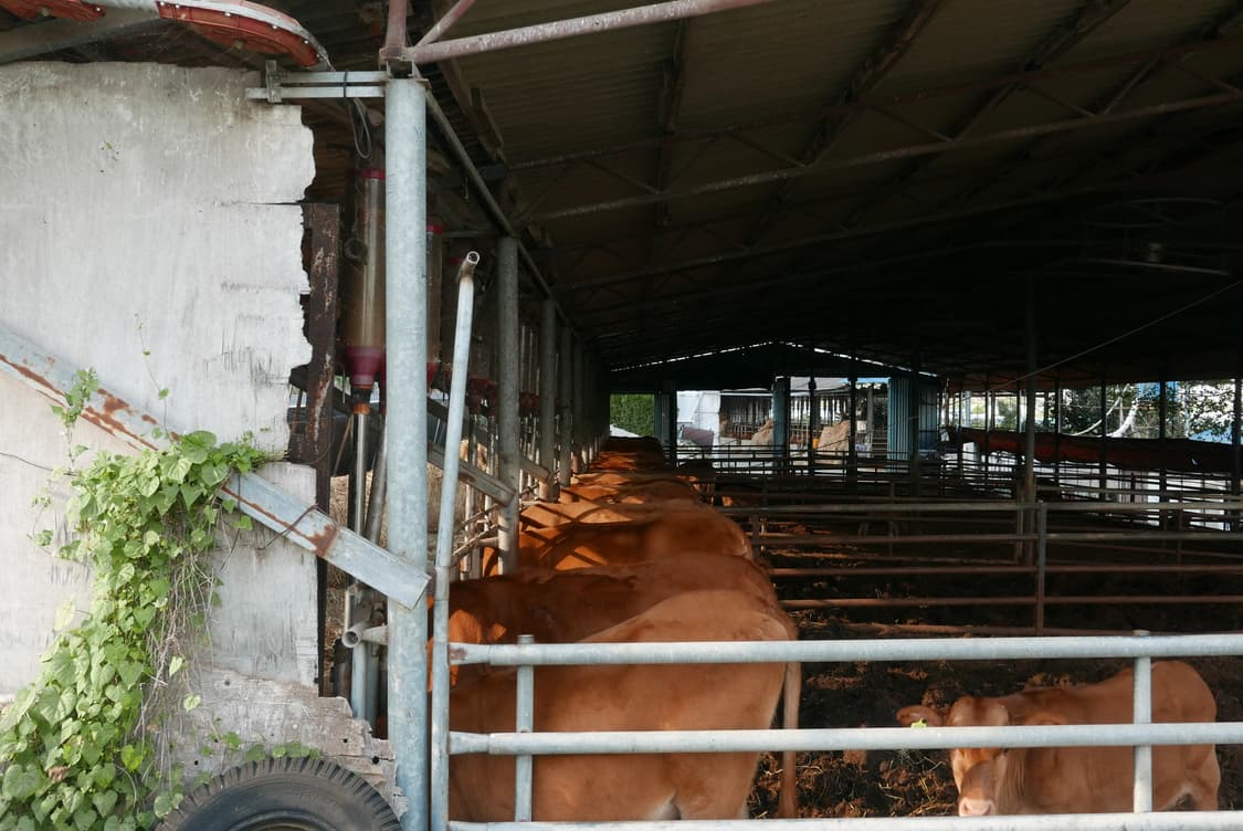 Leica d-lux 109 상품이미지8