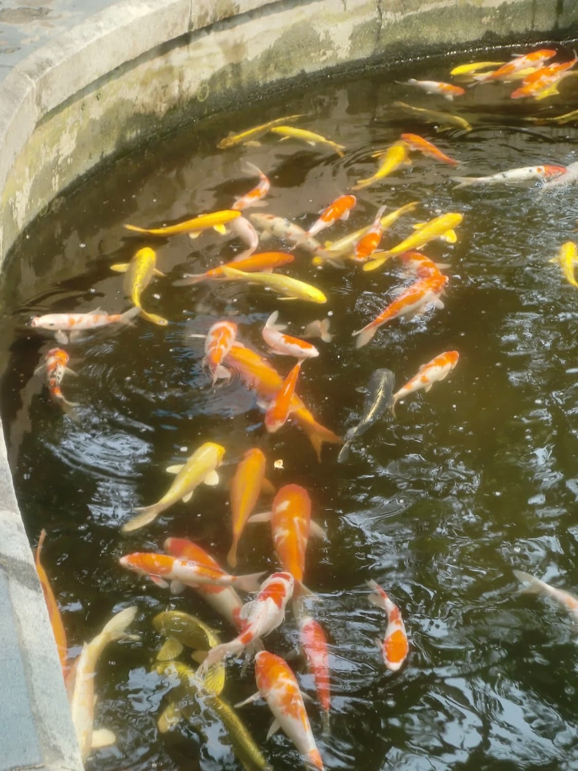 (토마토레드!🫧) 카시오 엑슬림 Z250 | Casio Exilim 상품이미지2