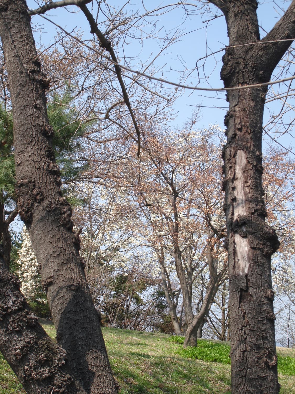 입문&강추!) Sony Cyber-shot HX5 디카 카메라 상품이미지5