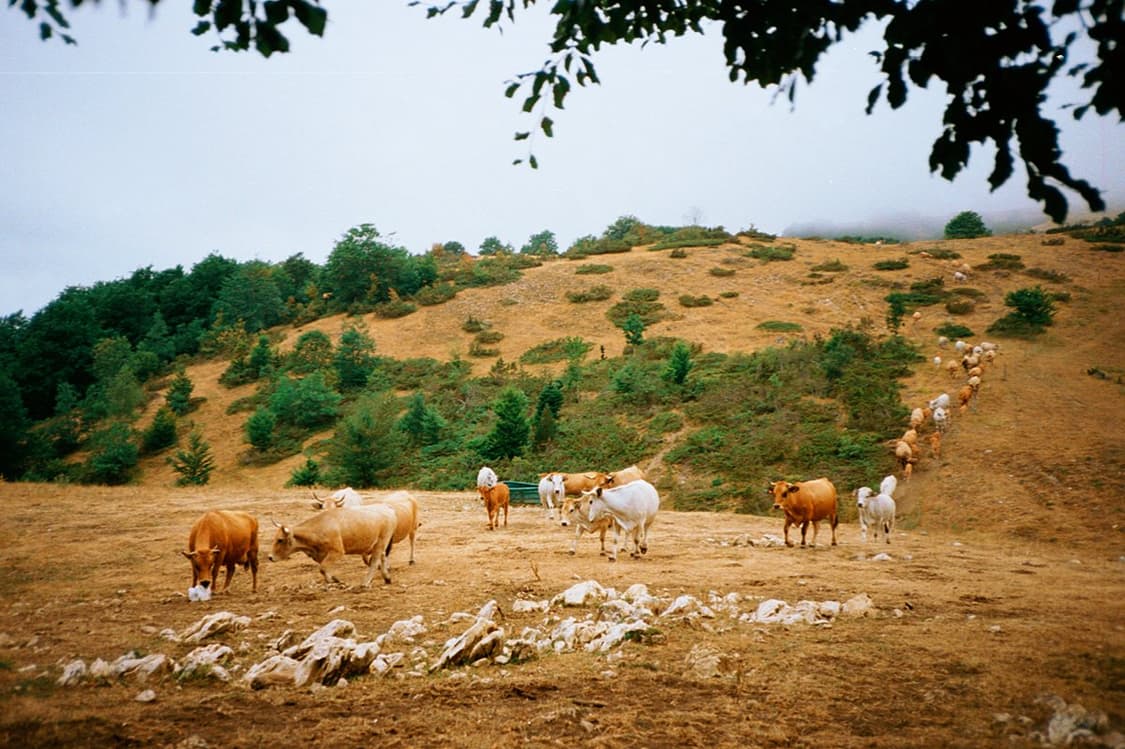 작례O 스냅 감성 최강 리코 rt550 필름카메라 빈티지 필카 상품이미지6