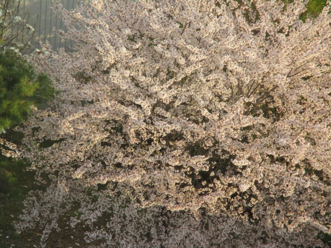 급처,작례O)캐논 익서스 IXUS 185hs 익시200 디카  상품이미지6