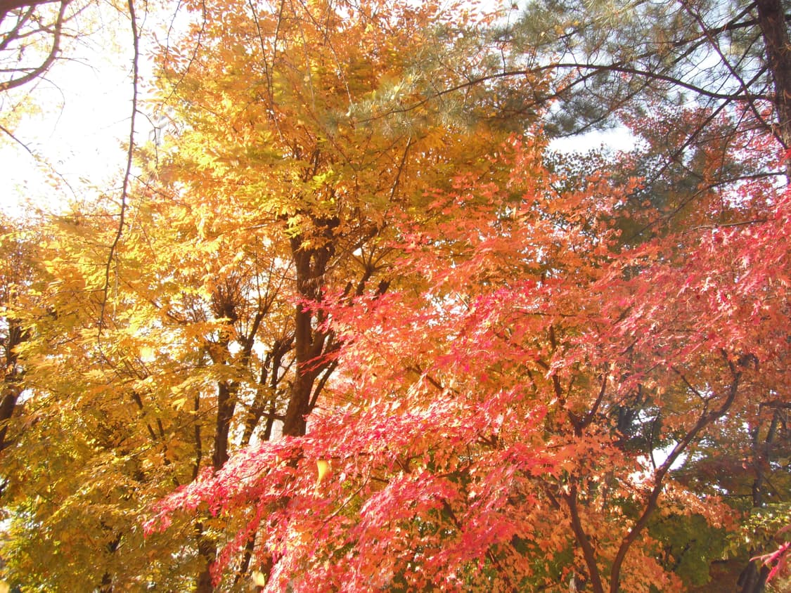 (희귀 브라운, 작례o) Fujifilm 후지필름 파인픽스 Z80 상품이미지6