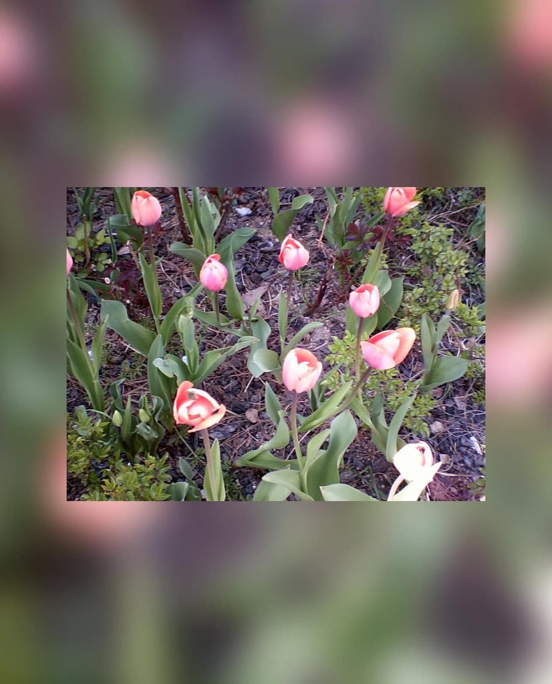 레고 디지털카메라 상품이미지9