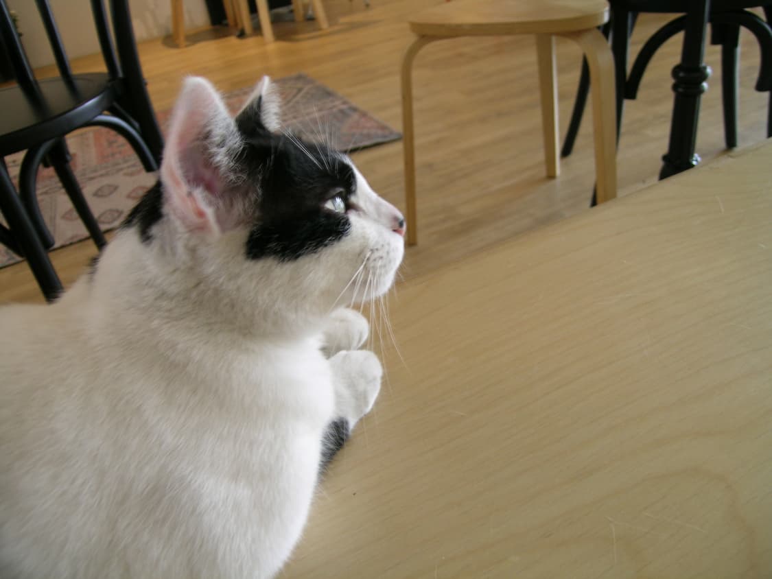 쿨픽스5400 (작례포함) 상품이미지7