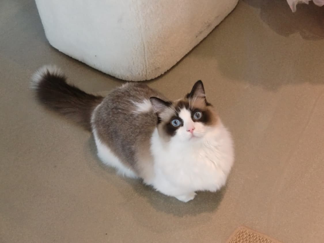 카시오 엑슬림 H10 (작례O) 상품이미지8