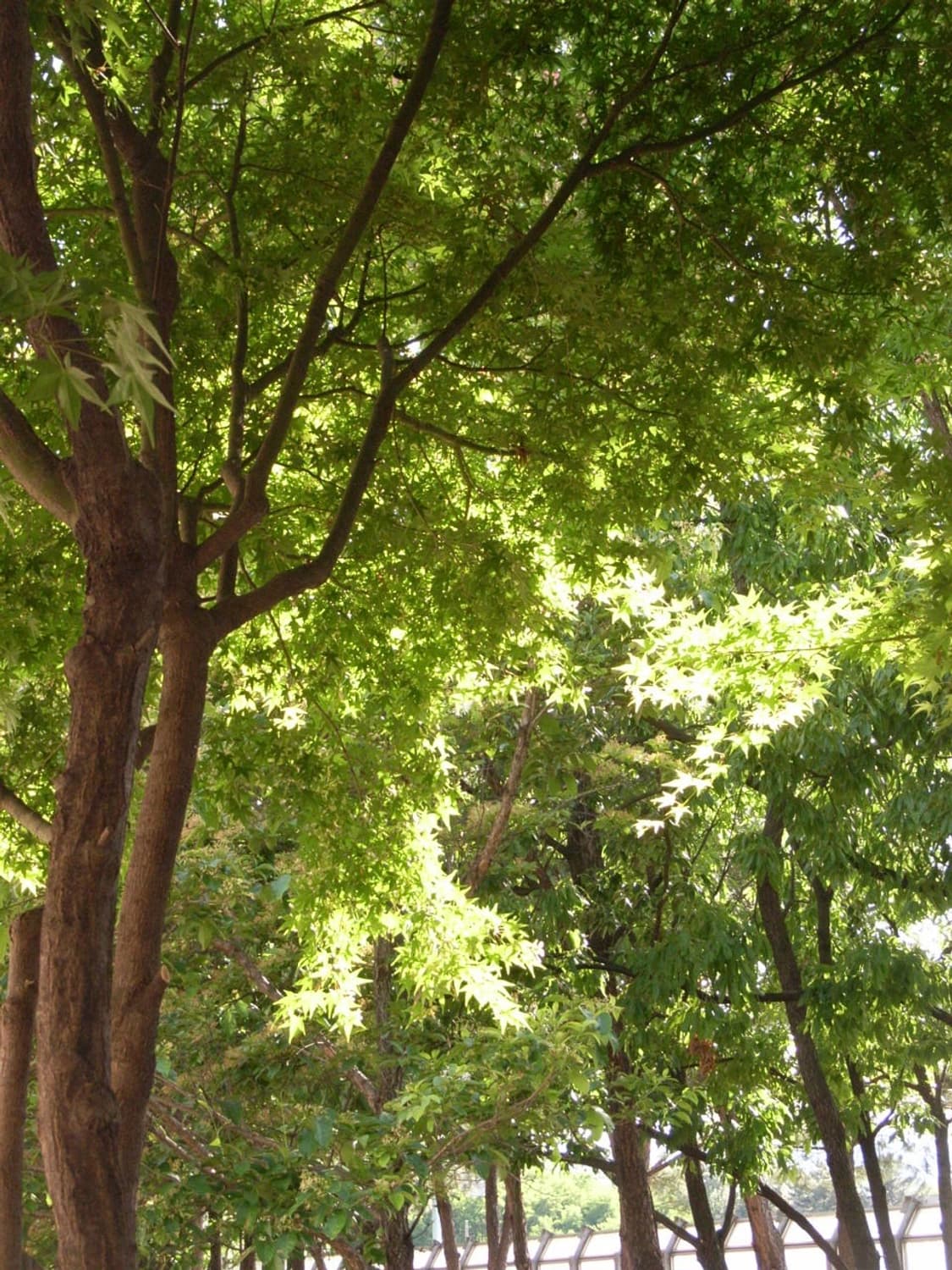 리코 카프리오 r4(작례0) 상품이미지6