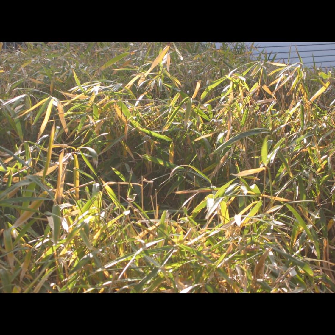 작례⭕️  캐논 PowerShot 파워샷 S40 빈티지 디카 디지털카메라 상품이미지8