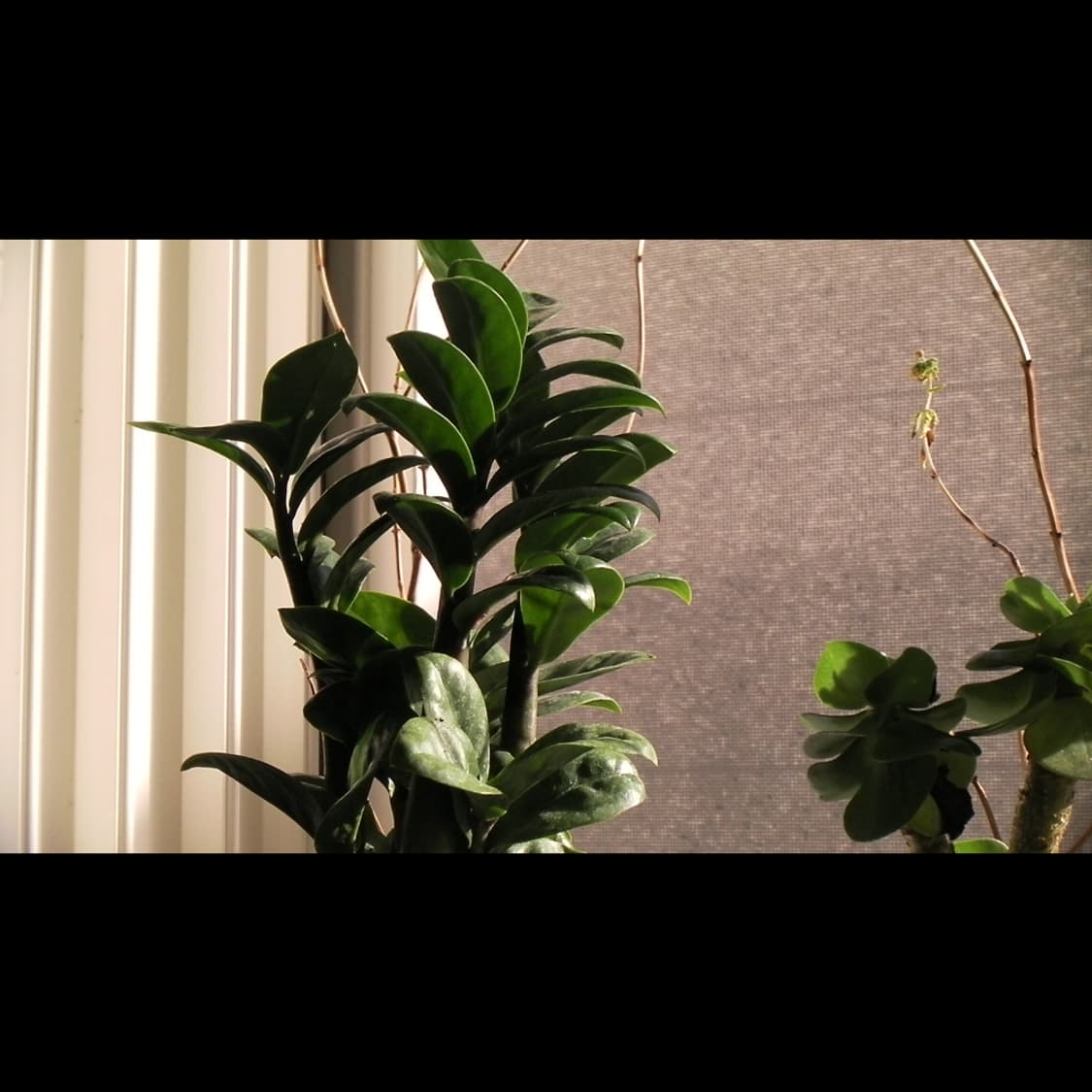 작례⭕️ 산요 DMX-CS1 상품이미지10