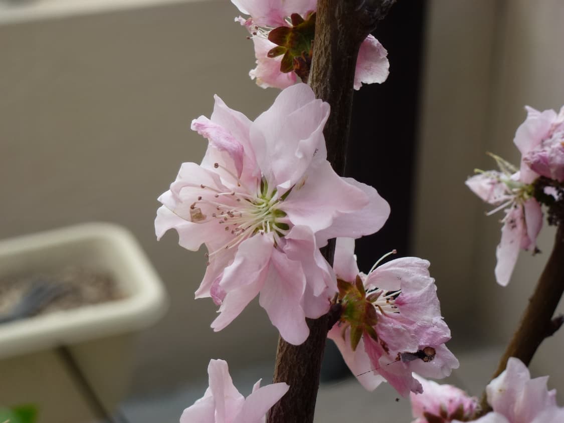 상태좋음🧚 파나소닉 DMC-TZ20 실버 작례⭕️ 브이로그 디카 상품이미지10