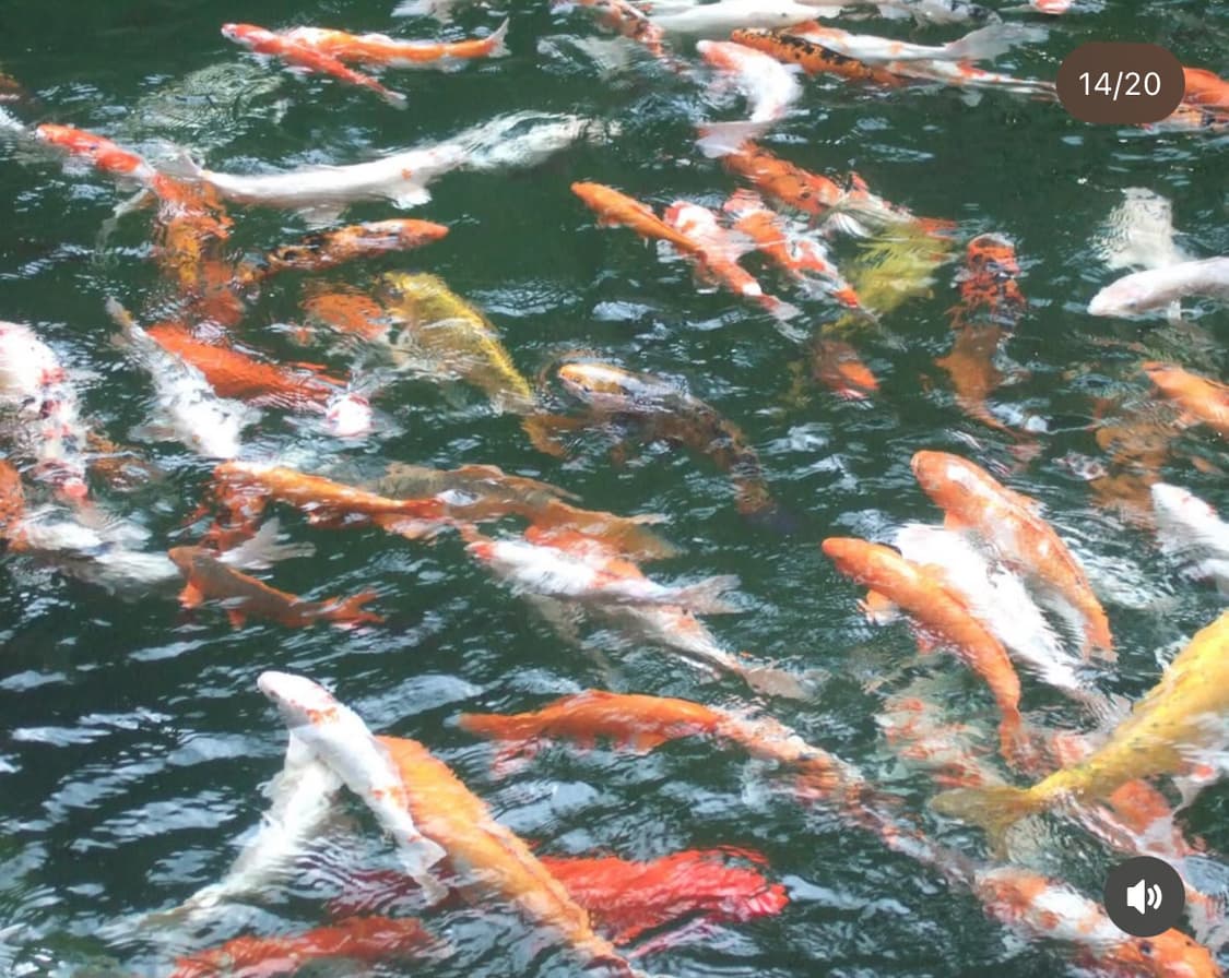 작례사진 O ) 후지 FinePix 2600Z 디지털 카메라 상품이미지4