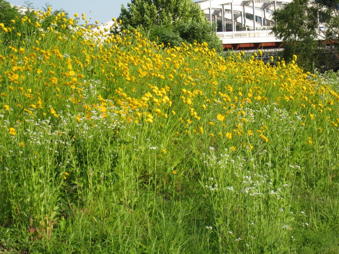 패션모델&강추!) Canon IXUS 850 IS 디카 카메라 상품이미지3