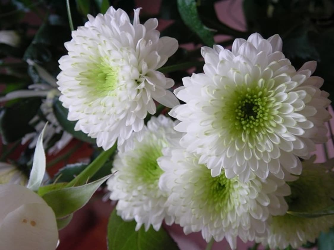 소니 사이버샷 P1 상품이미지5