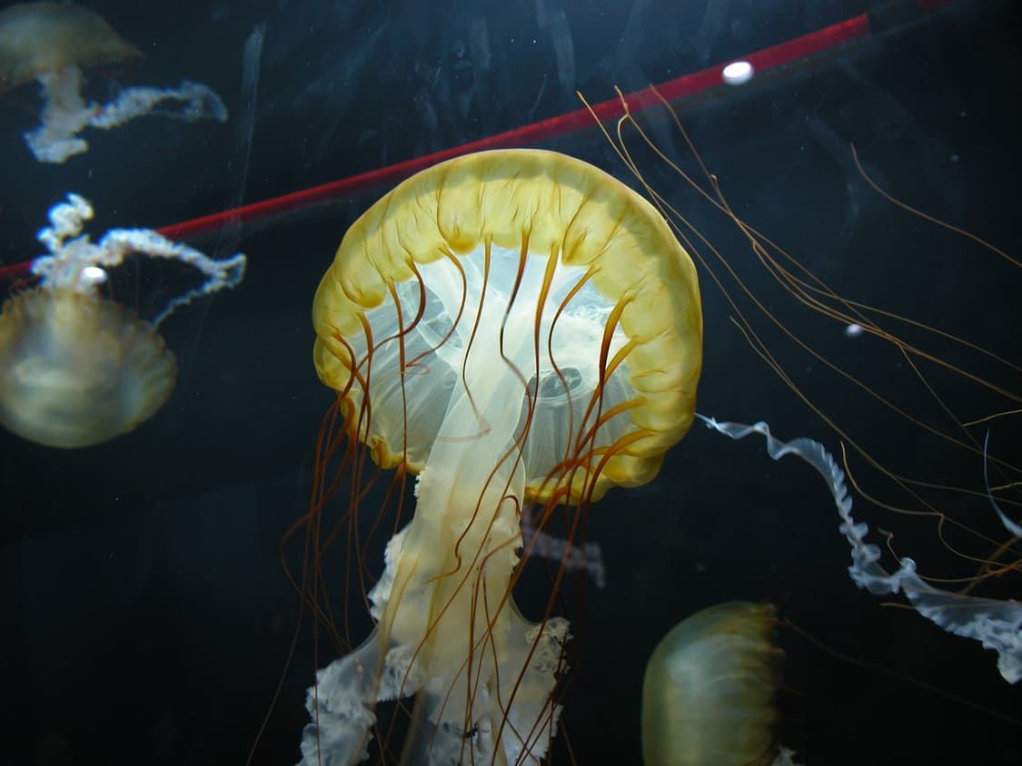 니콘 쿨픽스 5700 팔아요!(작례 있음) 상품이미지9