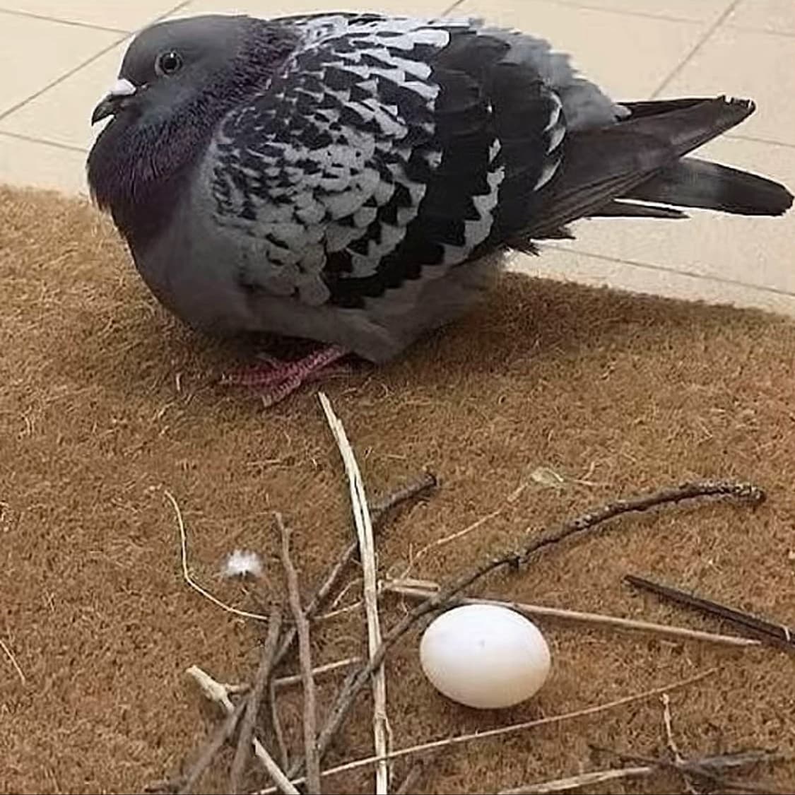 vievievie 님 결제창 상품이미지1