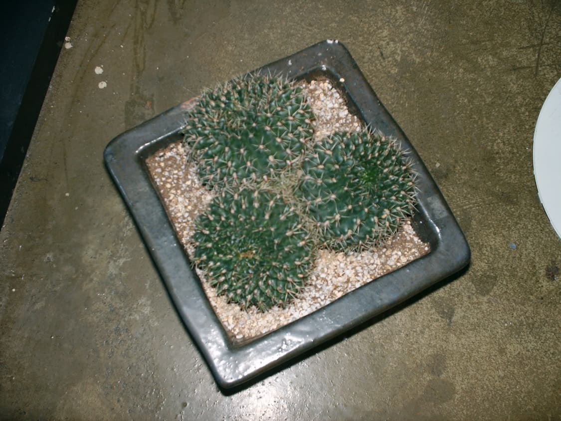 Xd카드128mb/레어)후지필름 Q1 디지털 빈티지디카 상품이미지10