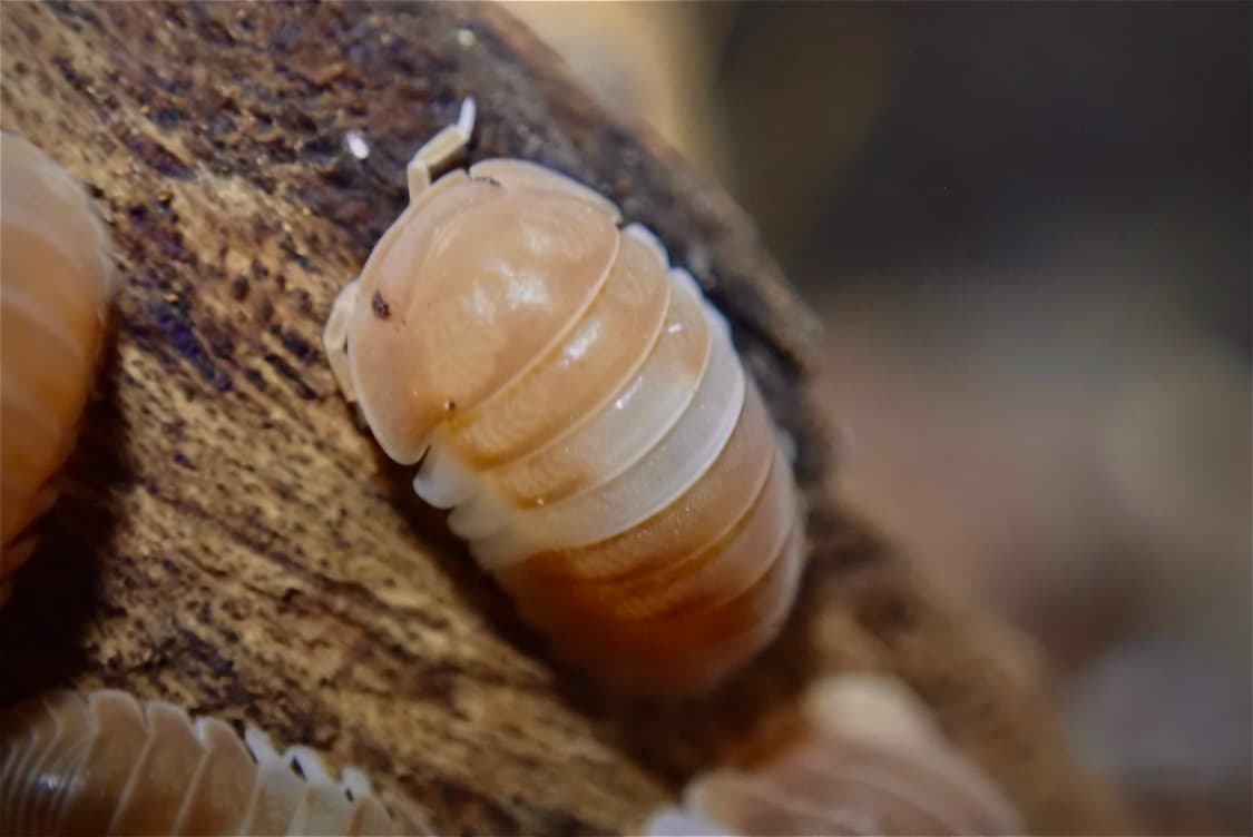 올림푸스 tg5 상품이미지7