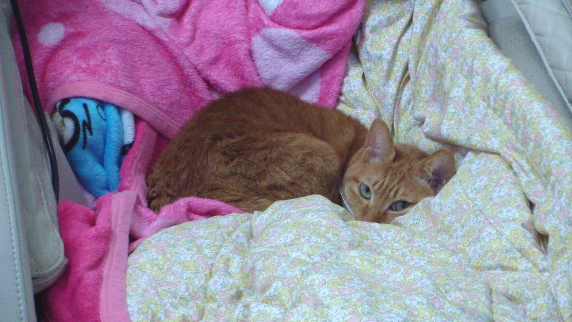 갤럭시 s4줌(zoom) [3월까지만 판매할 수 있어요) 상품이미지2