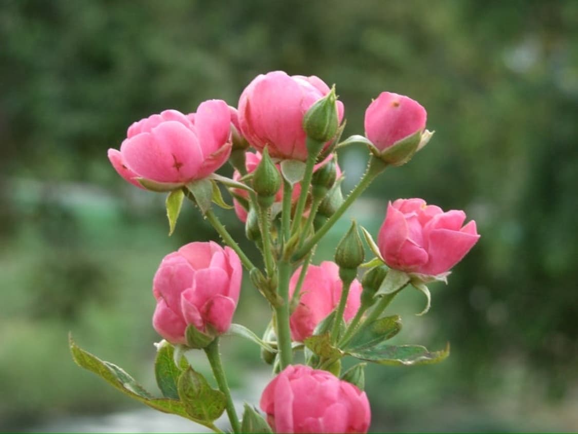 카시오 exilim ex-p600 디지털카메라 상품이미지7