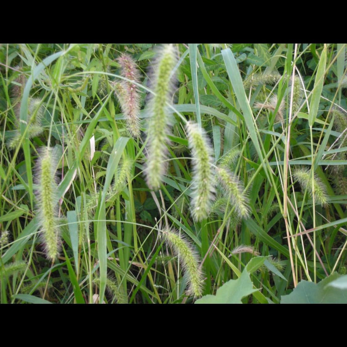 작례⭕️ 니콘 쿨픽스 S8 펄 화이트 👻노제 카메라 상품이미지5