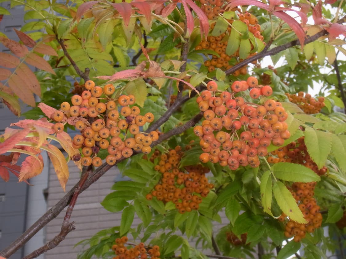 희귀 색상 미품/리코 cx5 디지털 카메라 디카 소프트 포커스 상품이미지4