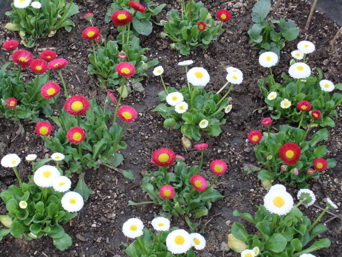 [S급, 아일릿 픽] 후지필름 파인픽스 f80exr / ㅅㅊ f70exr 상품이미지3