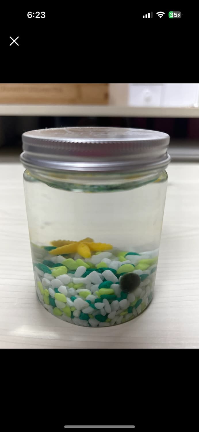 마리모 판매 상품이미지1