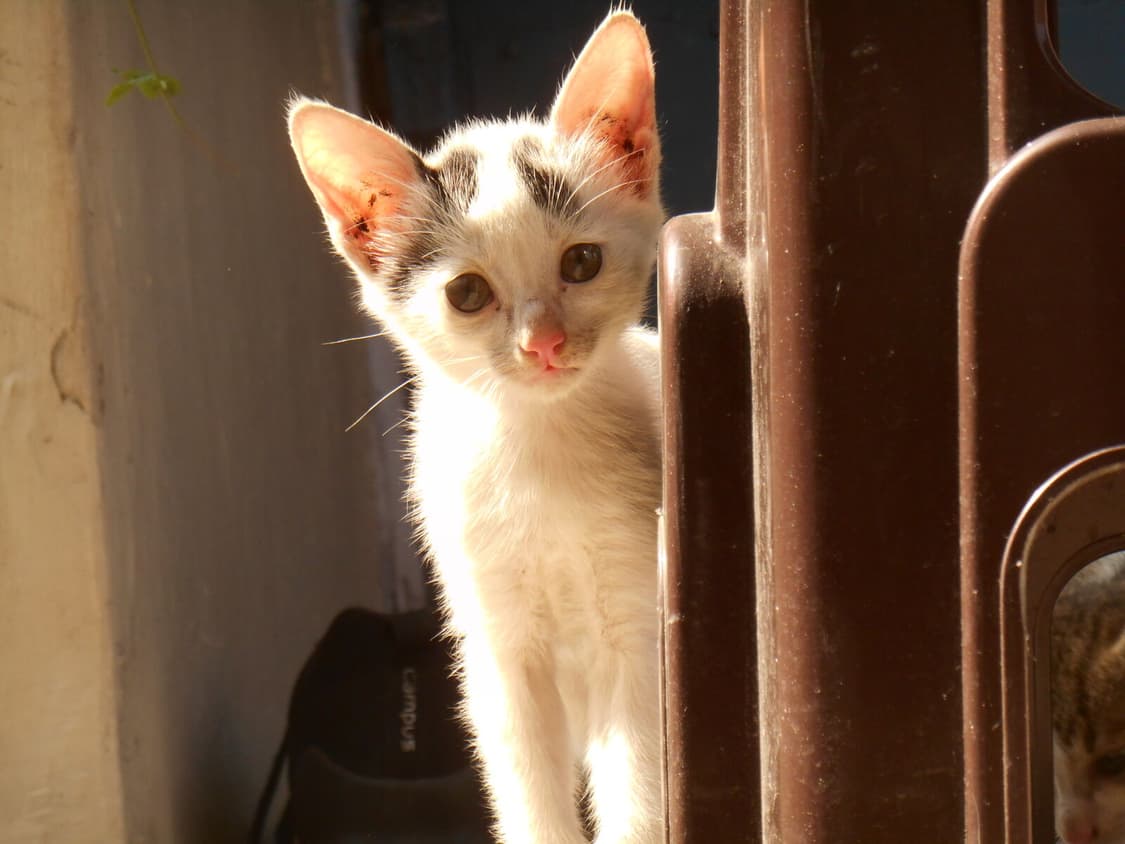 (핑크🎀) 니콘 쿨픽스 Nikon COOLPIX S3500 상품이미지9