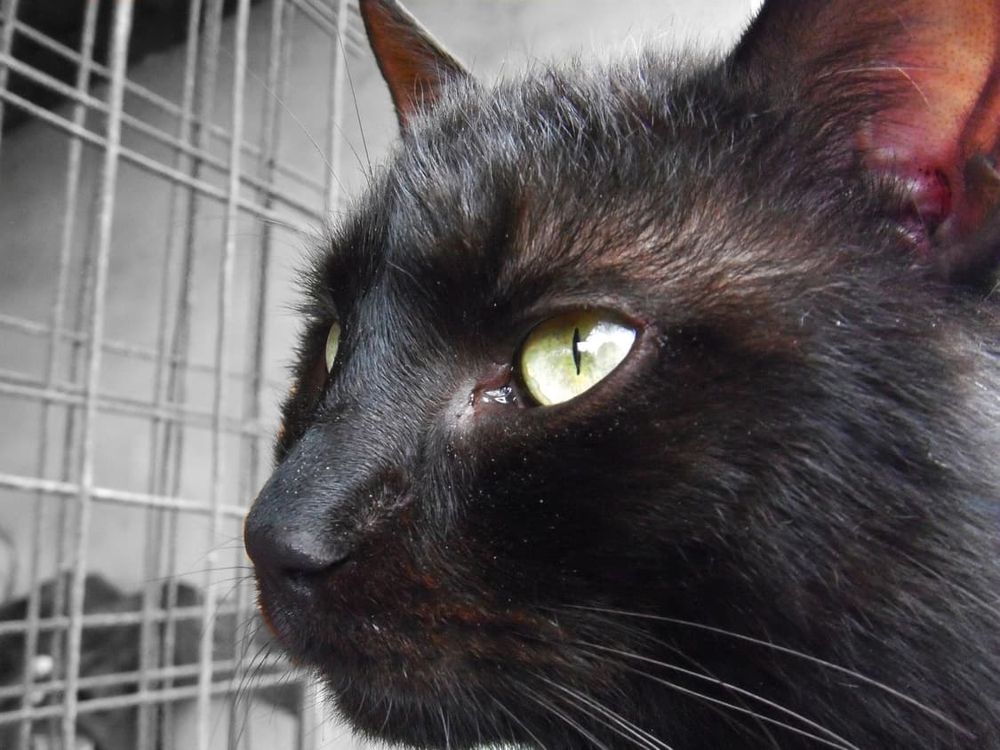 [인물색감&풀박스!] 후지필름 파인픽스 Z300 퍼플 디지털카메라 상품이미지9