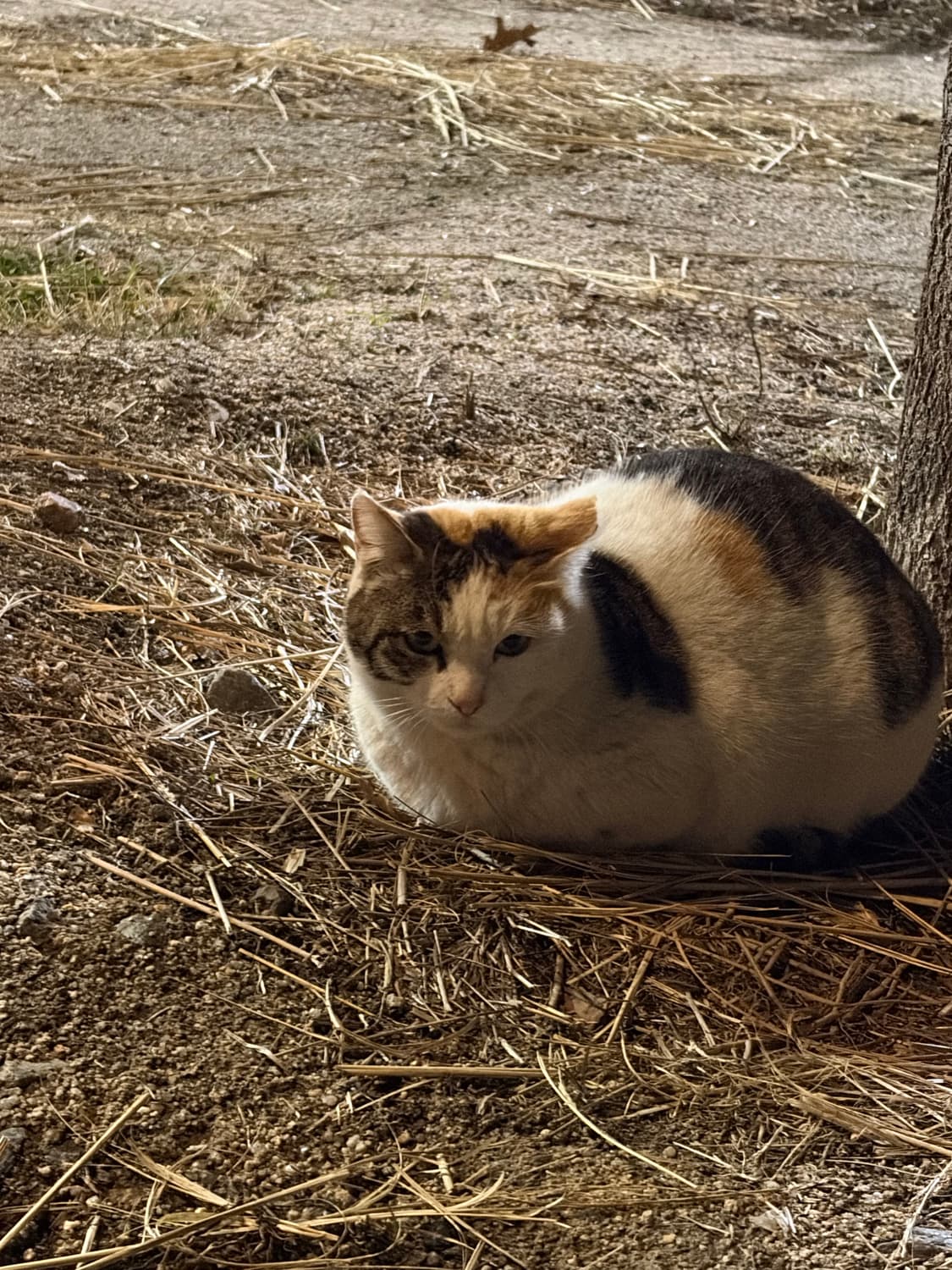 크롬하츠 클리토리얼 상품이미지1