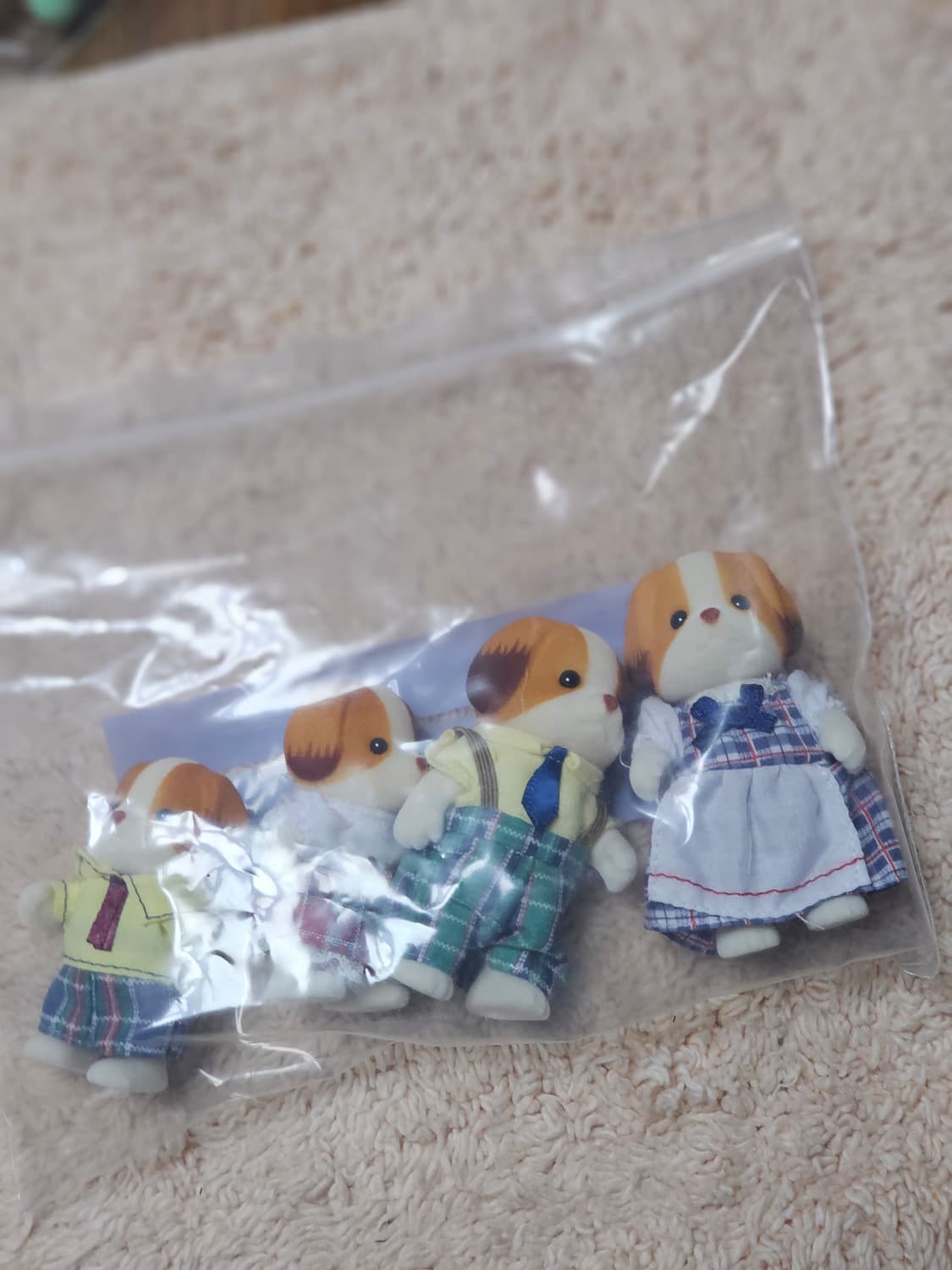 실바니안 시폰독 판매합니다 상품이미지1