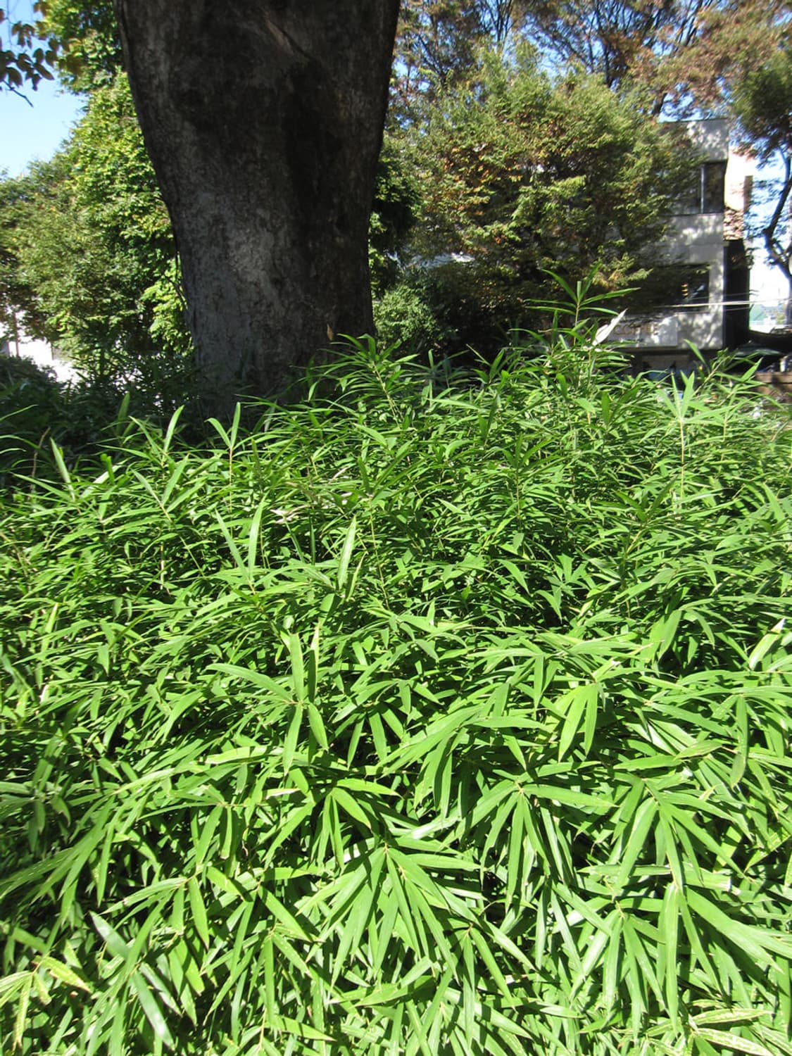 캐논 디카 ixy920is (ixus870is) 골드브라운 상품이미지8