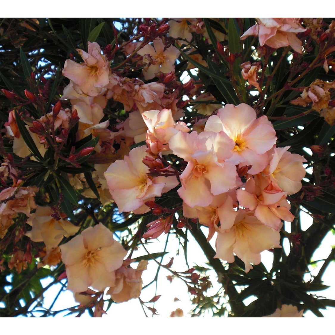 Casio exilim ex z250 (작례 0) 상품이미지2