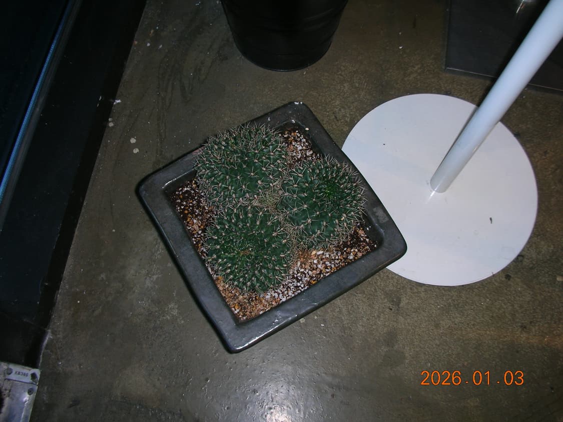 풀박/한글지원/날짜표시)니콘 쿨픽스 S2 실버 빈티지디카 상품이미지10