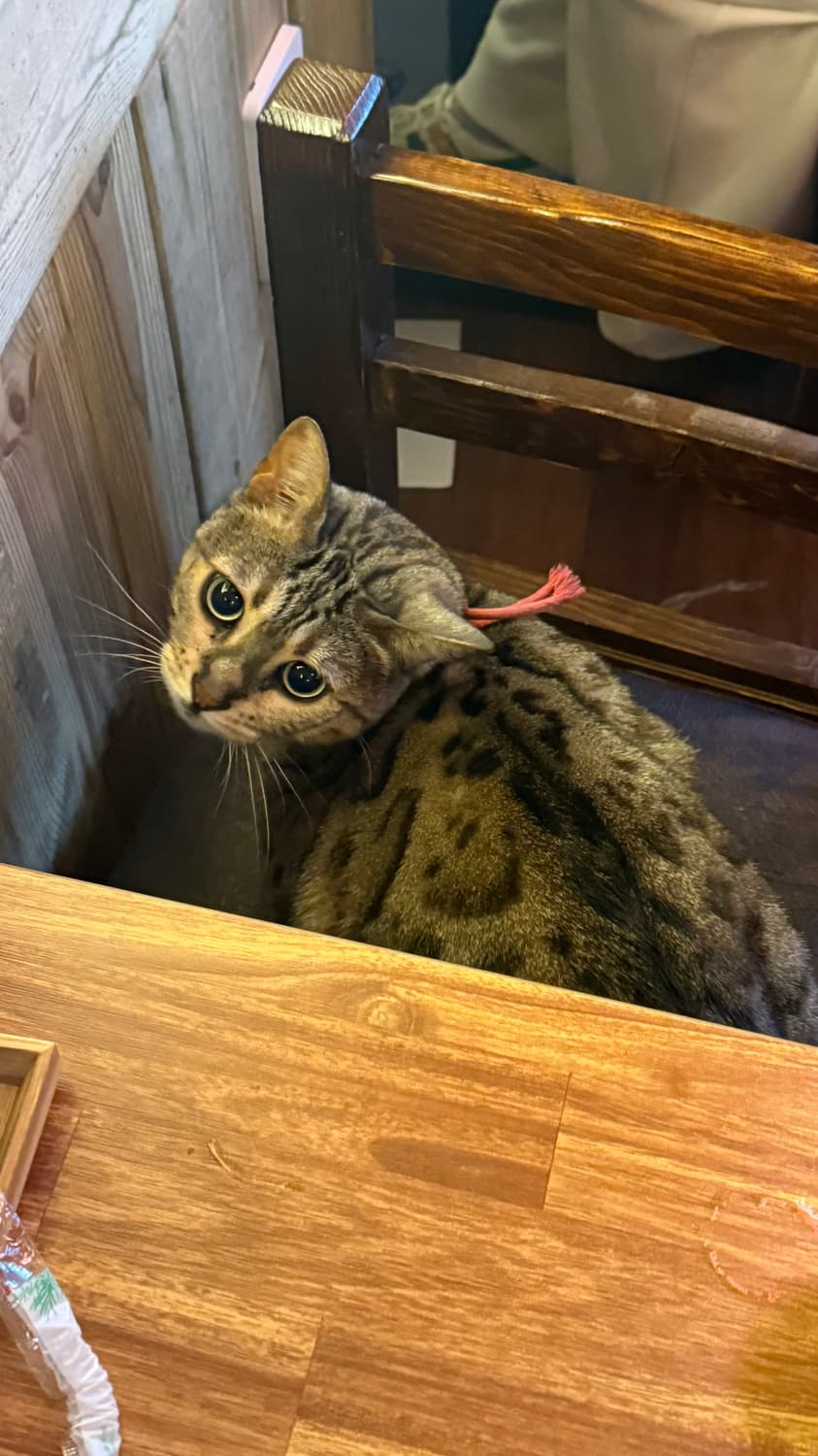 sheetanail 상품이미지1