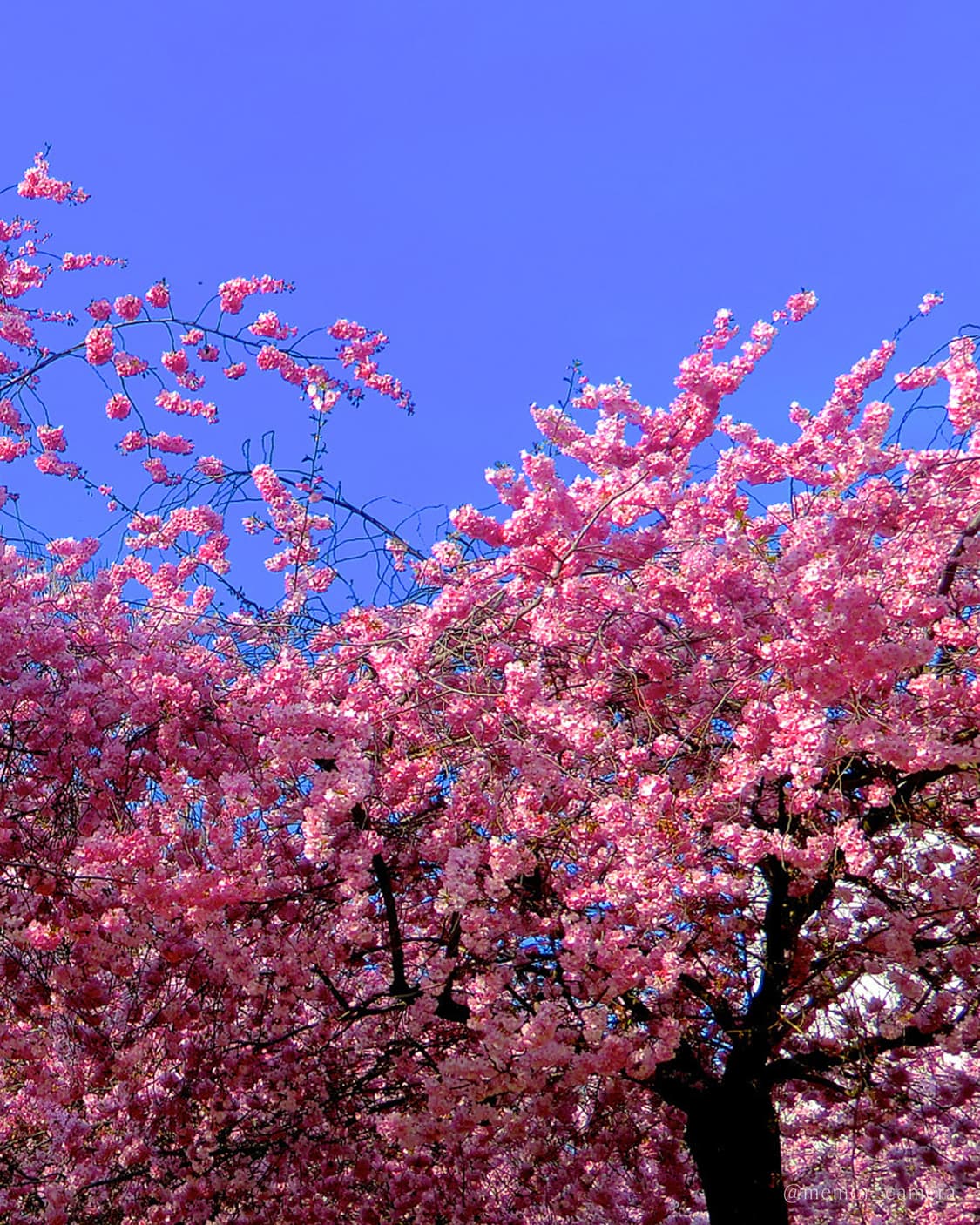 연예인(츄님) 사용 모델💕CASIO Exilim EX-H15 카시오디카 상품이미지7